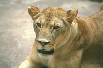 Female lion