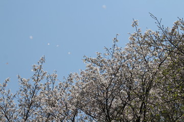 ソメイヨシノ