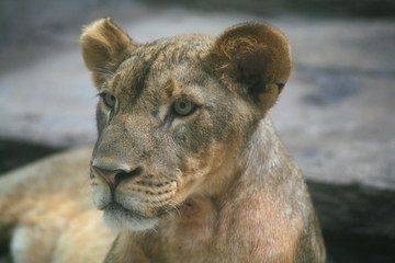 Female lion