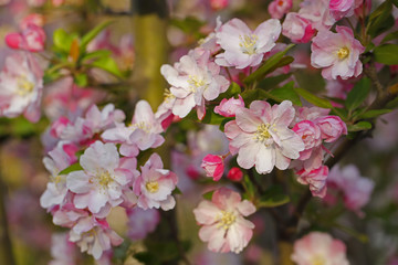 Chinese flowering crab-apple blooming