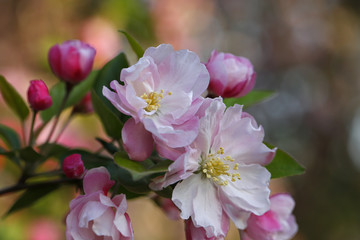 Obraz premium Chinese flowering crab-apple blooming
