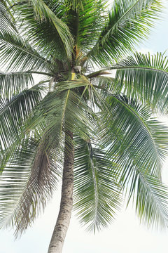coconut palm tree on white background