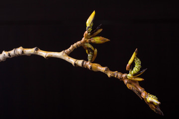 Цветущая ветка тополя. Живая природа. Весеннее пробуждение. The blossoming poplar branch. Wildlife. Spring awakening
