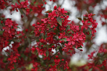 Chinese flowering crab-apple blooming