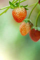 strawberry in farm