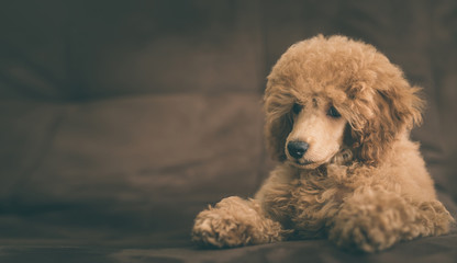 Young dog is resting  on the armchair at home .