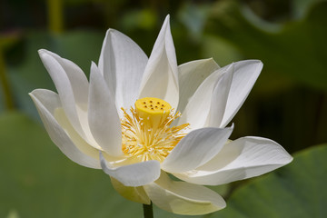 White water lotus in Pamplemousse Botanical Garden. Island Mauritius