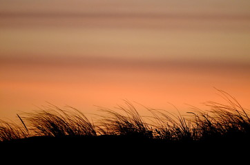 Sunset reed silhouette