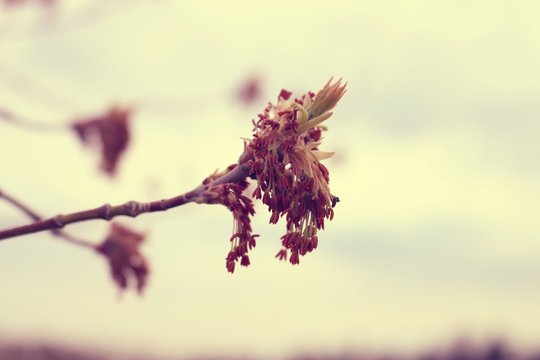 Spring Branch at Sunset
