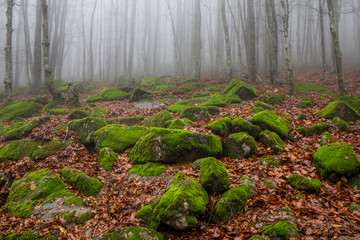 Misty, strewn with mossy boulders mountain slope in autumn beech forest © Евгений Усатов