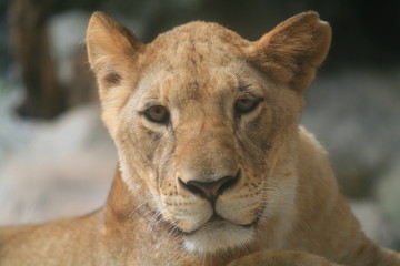 Obraz na płótnie Canvas Female lion