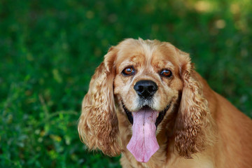dog breed American Cocker Spaniel