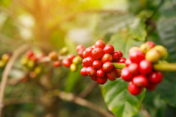Robusta coffee farm and plantation on the south mountain of Thailand.
