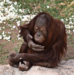 Popcorn Orangutan