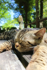 ベンチでダレる猫