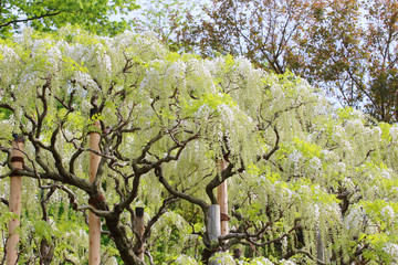 藤 花 あしかがフラワーパーク 観光 日本