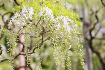 藤 花 あしかがフラワーパーク 観光 日本