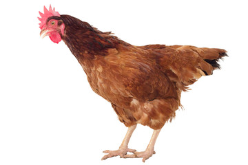 full body of brown chicken ,hen standing isolated white background use for farm animals and livestock theme