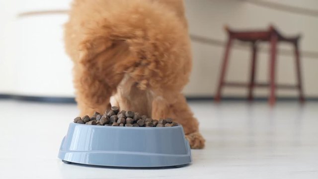 Cute puppy poodle eats food .