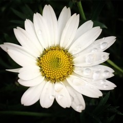 White, flower, dew, natur, plant, spring, summer, blossom, flowers, grass