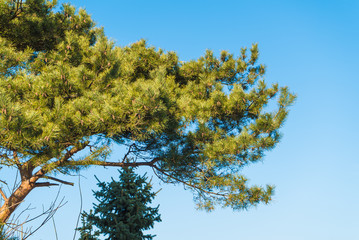 Conifer tree on clear blue sky background