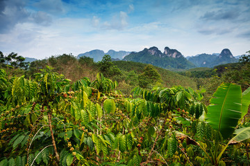 Robusta coffee farm and plantation on the south mountain of Thailand.