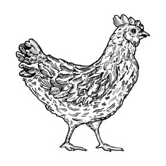 Chicken bird engraving style vector illustration