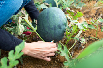 Female picking watermelon in the field © creativefamily