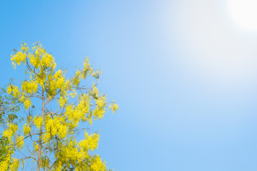 The branch of Cassia fistula tree (Golden rain tree) protrudes in the clear sky.
