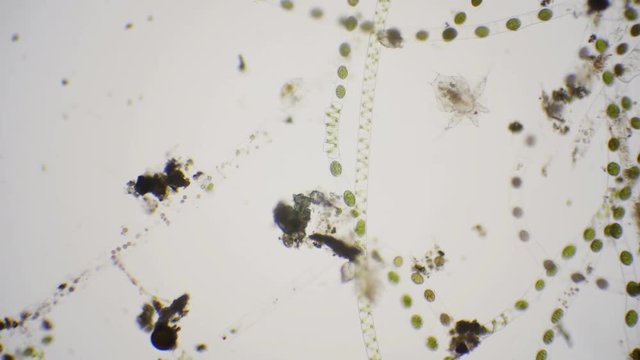 Nauplius larva of cyclops under the microscope in 4k
