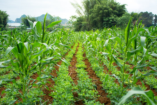 Peanut And Watermelon Field