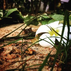 flower, white, green, nature, flowers