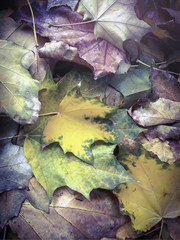 Closeup of fall maple  leaves arrangement