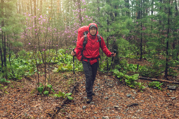 hiker tourist travels to green mountain forest in the fog with the red backpack in rainy weather