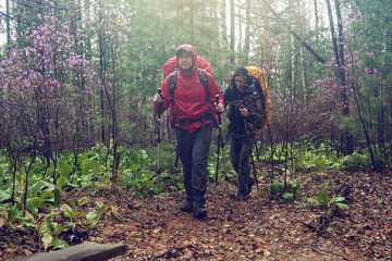 Fototapeta premium hikers tourists travels to green mountain forest in the fog with the red backpack in rainy weather