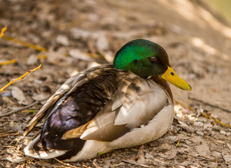 Obraz premium Duck nap