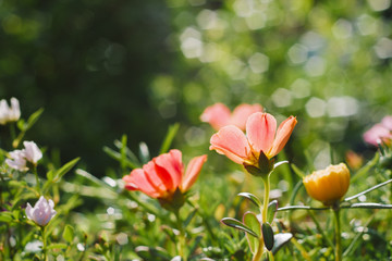 Selective focus, Beautiful flower in the garden