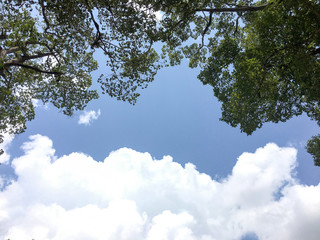 Obraz premium sky tree background blue green wallpaper leaf nature garden outdoor