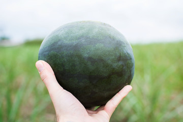 Hands holding fresh watermelon in the field