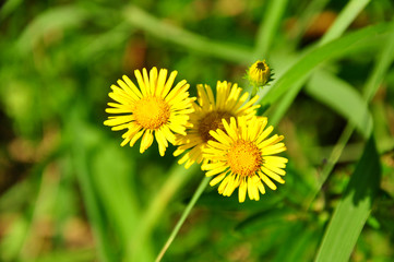 A group of yellow flowers in a green field. Yellow summer flowers on a green background. 