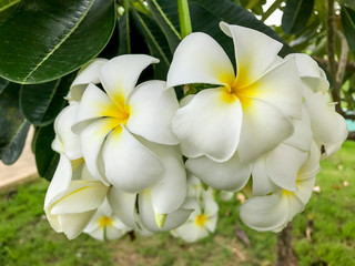 White Frangipani flower or plumeria flower