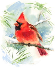 Watercolor Bird Cardinal Winter Christmas Hand Painted Greeting Card Illustration  - 148247908