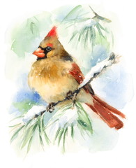 Watercolor Bird Female Cardinal Winter Christmas Hand Painted Greeting Card Illustration