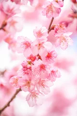 Fotobehang Pink blossoms on the branch with blue sky during spring blooming Branch with pink sakura blossoms and blue sky background. Blooming cherry tree branches against a cloudy blue sky Himalayan blossom © Hathaichanok