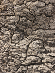 Drying and cracking soil