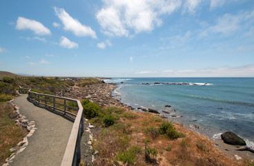 Elephant Seal Colony under springtime clouds at Piedras Blancas north of San Simeon on the Central Coast of California USA