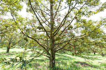 Mon Thong durian, king of tropical fruit on tree