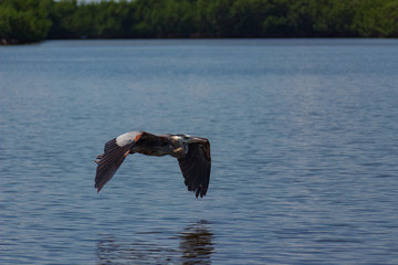 Great Blue Heron in flight
