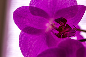 Orchid transparent