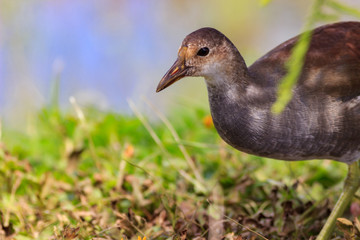 Juvenile Muscovy eyes left
